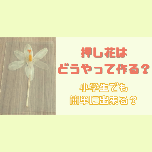 押し花の作り方は 小学生でも簡単につくれる ゆる育ライフ