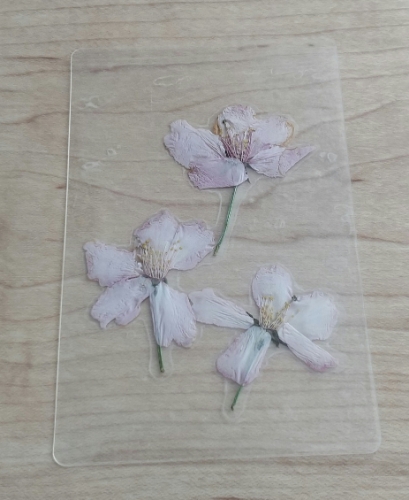 押し花