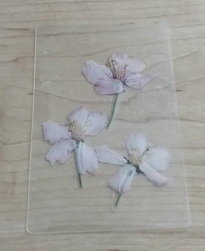 セルフラミネートで押し花完成