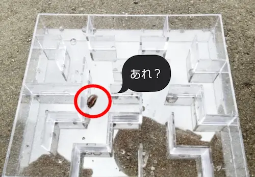 セリアの「ダンゴムシ観察迷路」迷い始めた