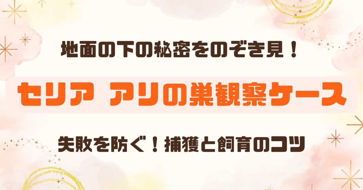 【100均】セリアのアリの巣観察ケースで自由研究！失敗しない使い方レビュー