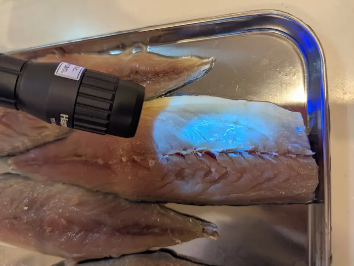 津本式アニサキスライトYF-980を生のサバに照射　アニサキスあり