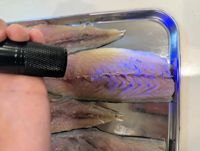 100均UVライトを照射したサバ