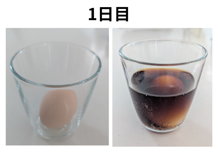 コーラ　スケルトン卵1日目