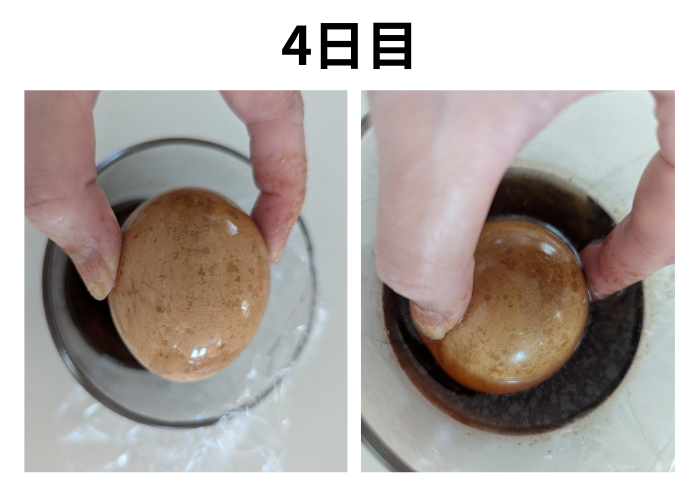 コーラ　スケルトン卵4日目
