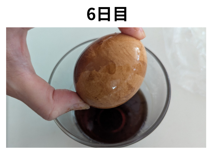 コーラ　スケルトン卵6日目