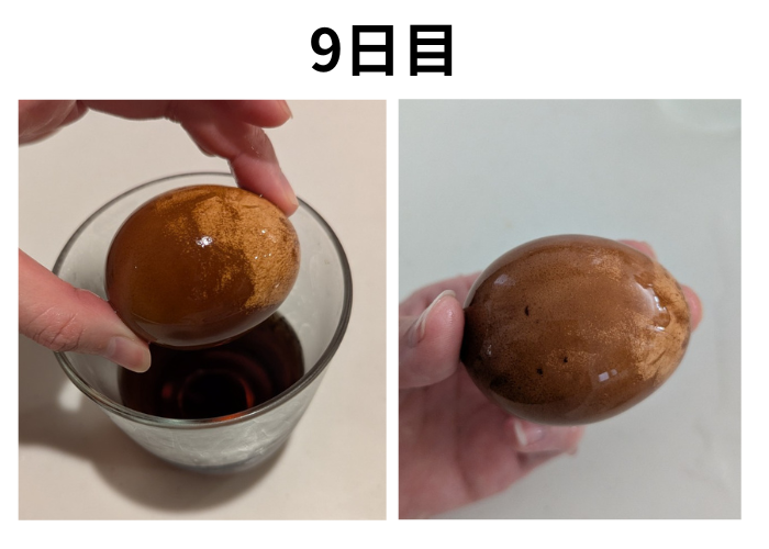 コーラ　スケルトン卵9日目